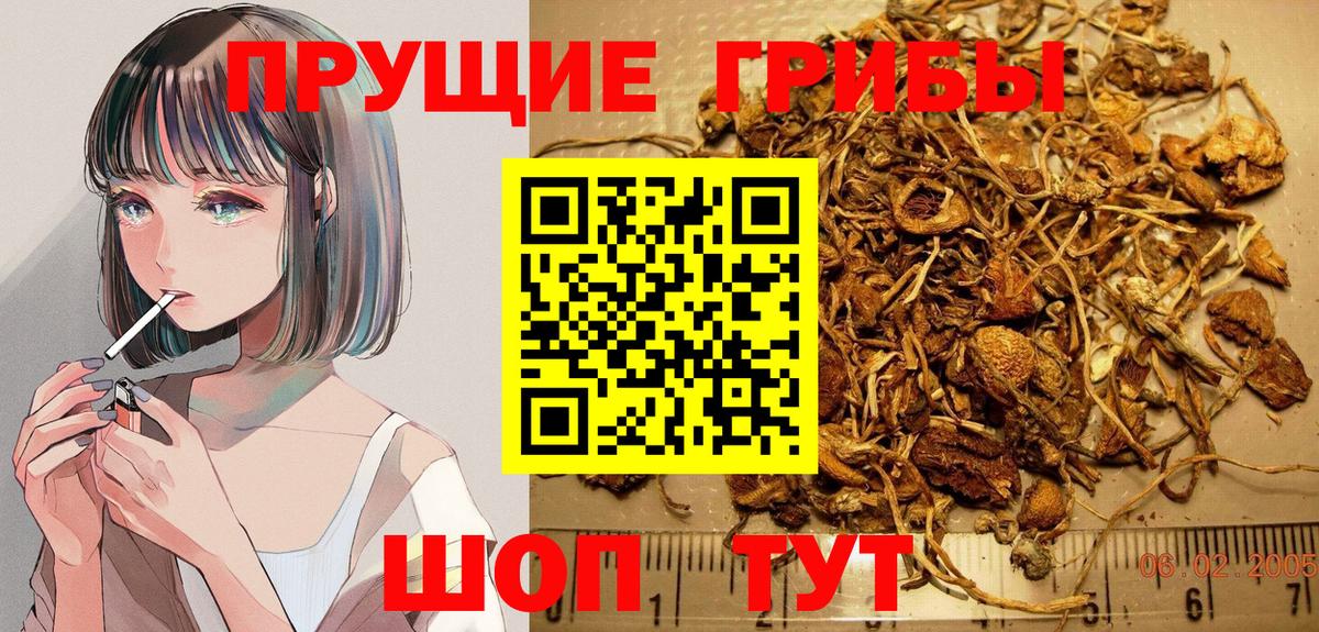 Псилоцибиновые грибы Psilocybine cubensis Артёмовский